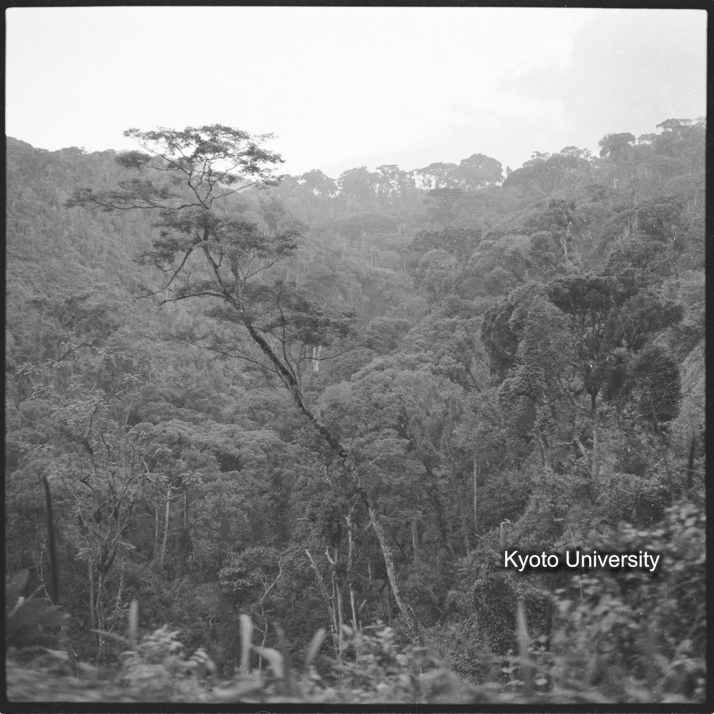 [11コマ目]「ムハブラ山麓の植生」 (1)