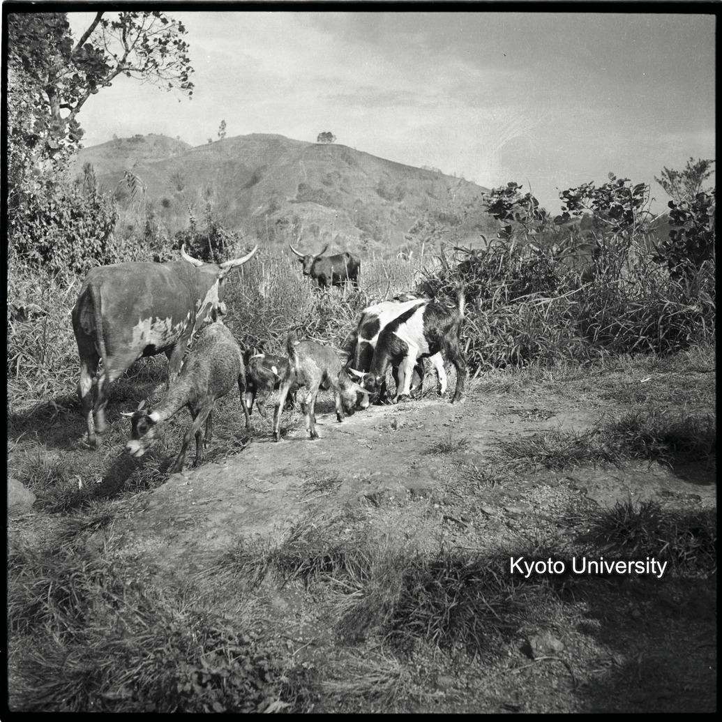 [8コマ目]「アンコーレ牛」 (1)