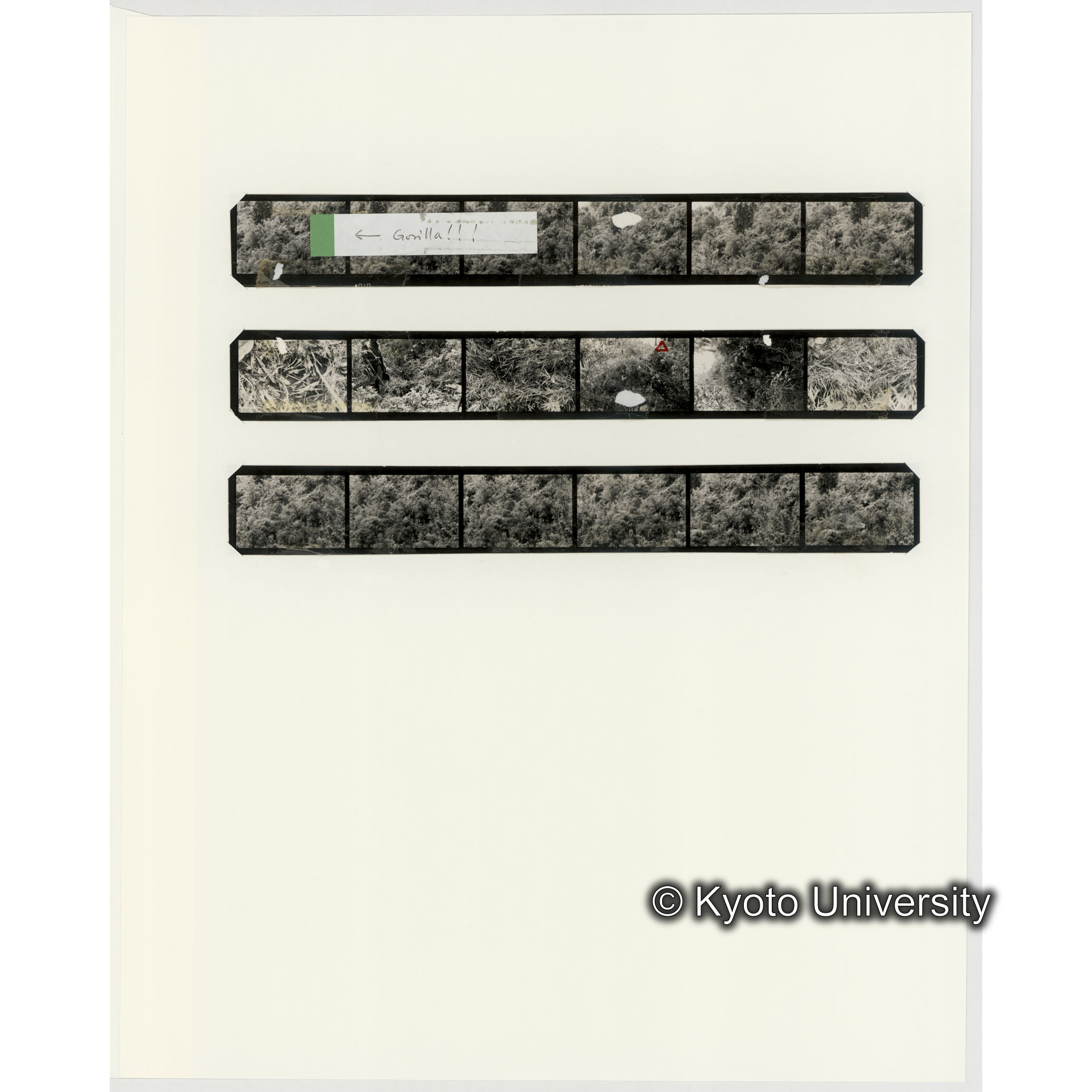 [ネガフィルムスリーブ29]「５５９」 (2)