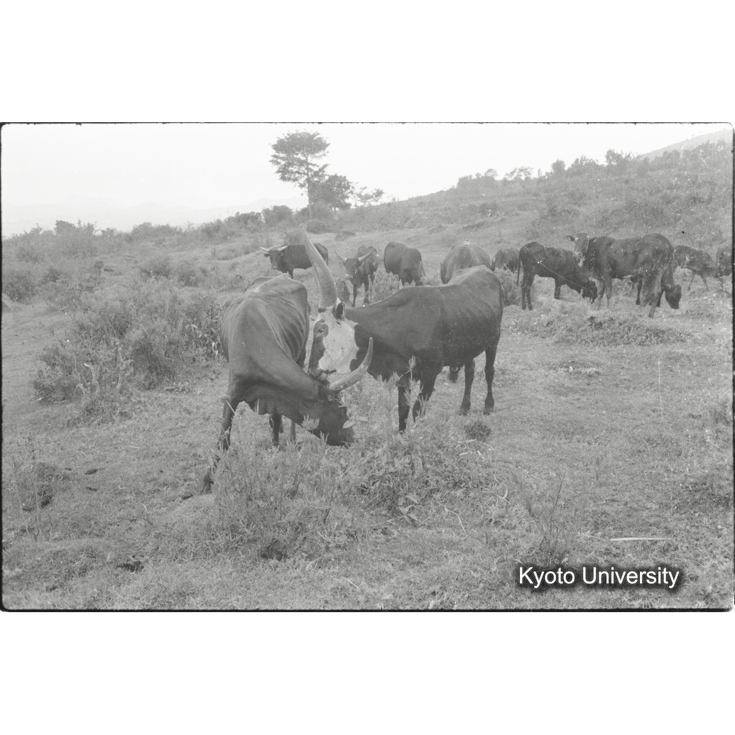 [３０コマ目]「アンコーレ牛（１）」 (1)