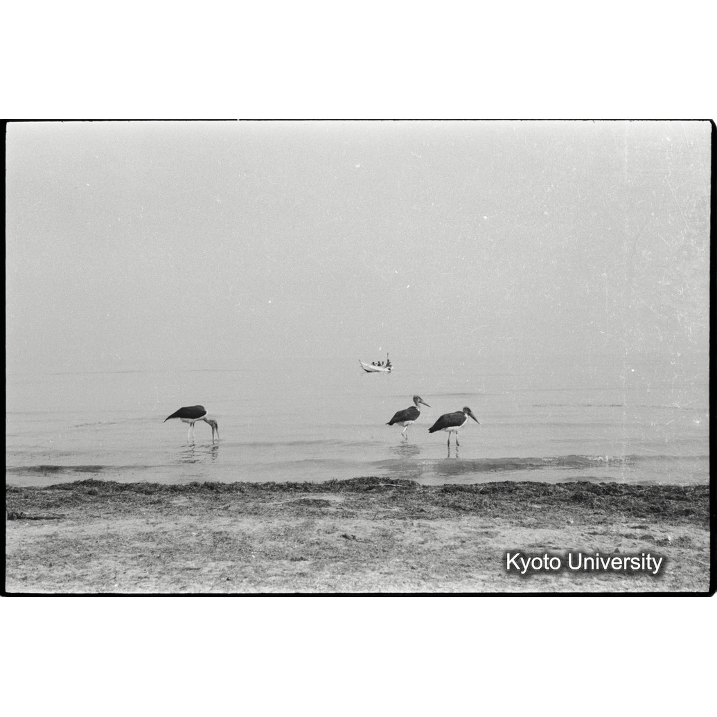 [３０コマ目]「ハゲコウ（４）」 (1)