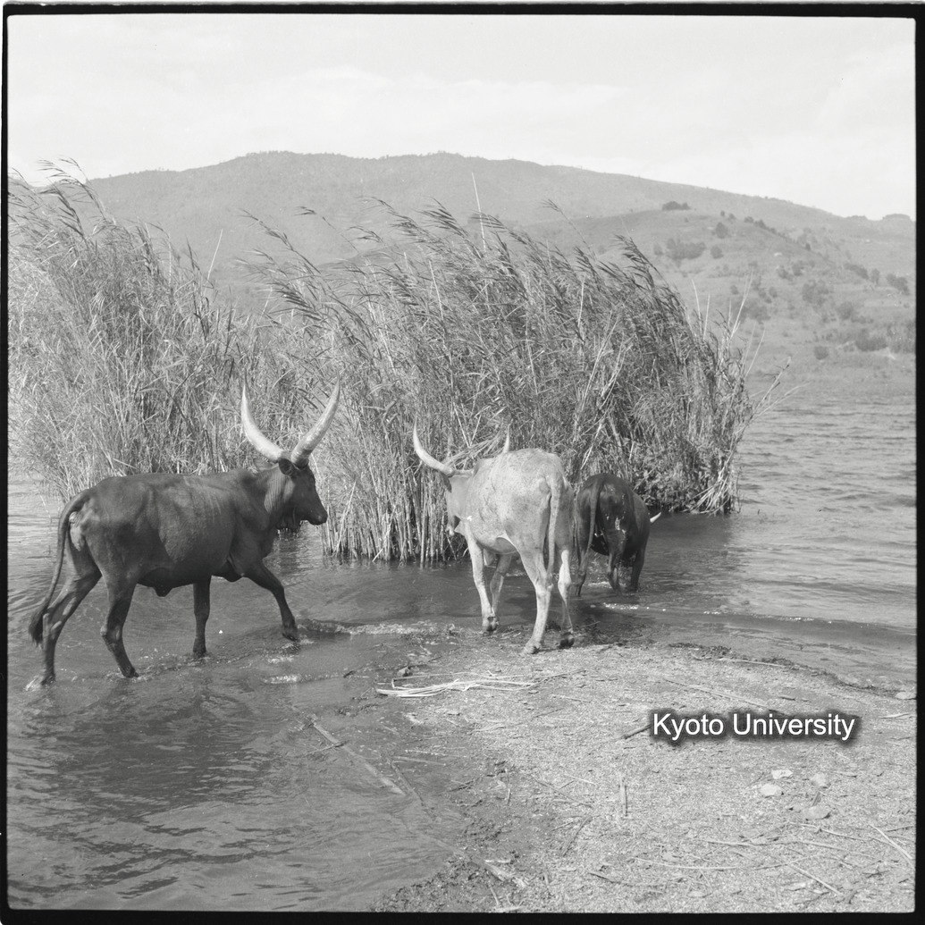 [9コマ目]「アンコーレ牛」 (1)