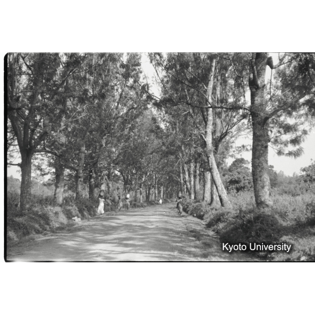 [5コマ目]「並木道」 (1)