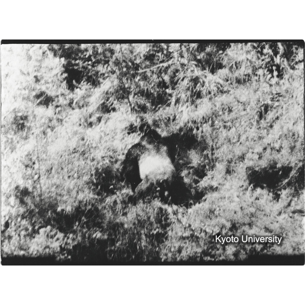 [5コマ目]「シルバーバック（２）」 (1)