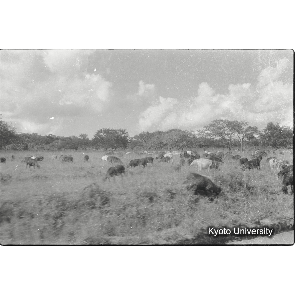 [24コマ目]「放牧牛」 (1)