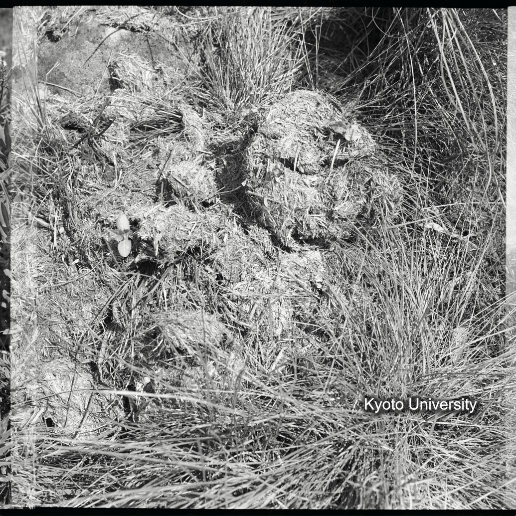 [2コマ目]「ゴリラの糞」 (1)