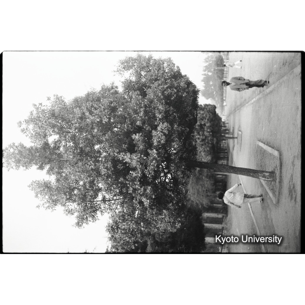 [３コマ目]「パレスの近くの道」 (1)