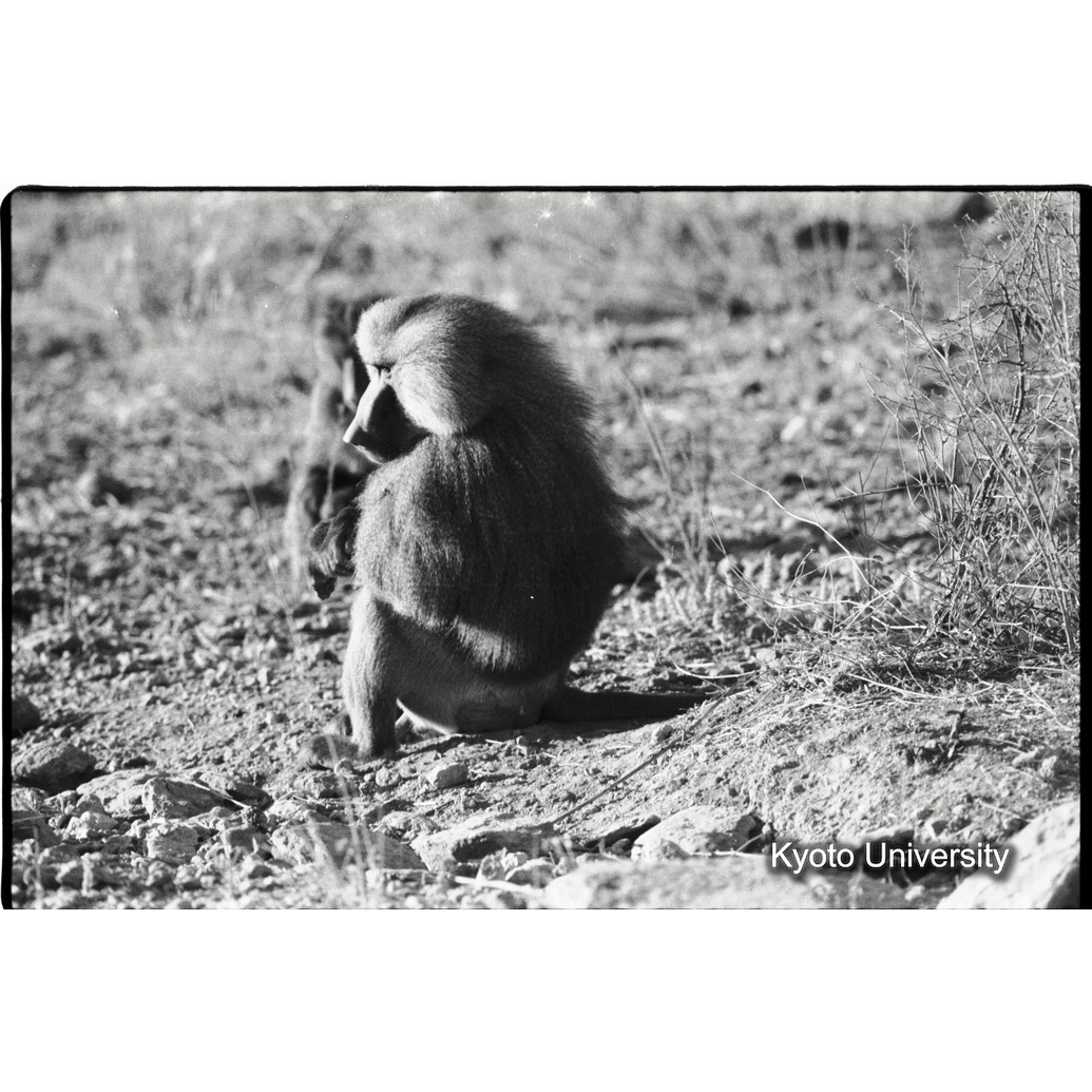 [２０コマ目]「雑種雄の交尾（６）」 (1)