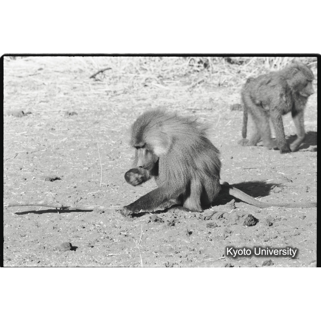 [７コマ目]「少しマントヒヒよりの雄（１）」 (1)