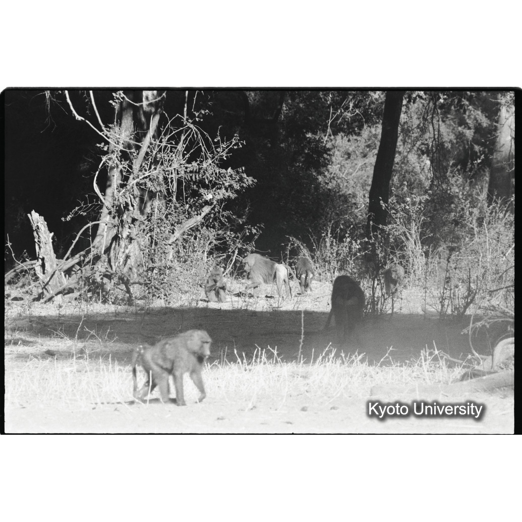 [２９コマ目]「雌に交尾しようとするマントヒヒの雄」 (1)