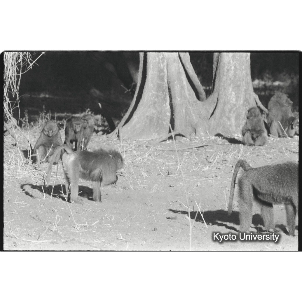 [１１コマ目]「アヌビスヒヒよりの雑種雄（１６）」 (1)