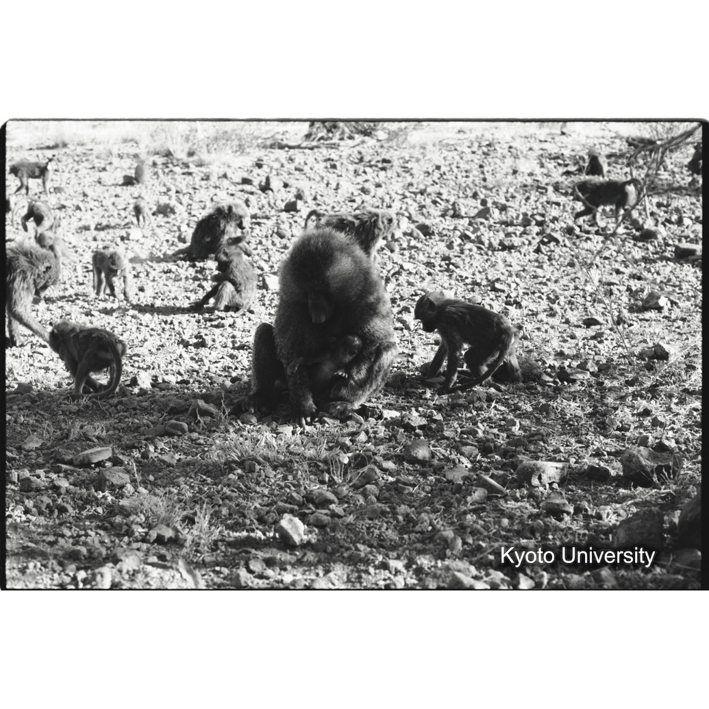 [１６コマ目]「子どもと遊ぶ雑種雄（６）」 (1)