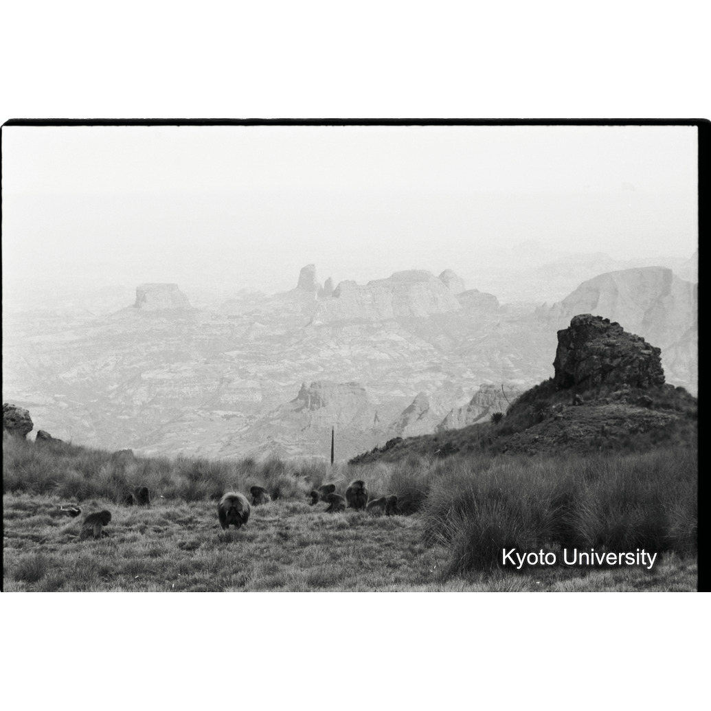 [３１コマ目]「採食風景（１)」 (1)