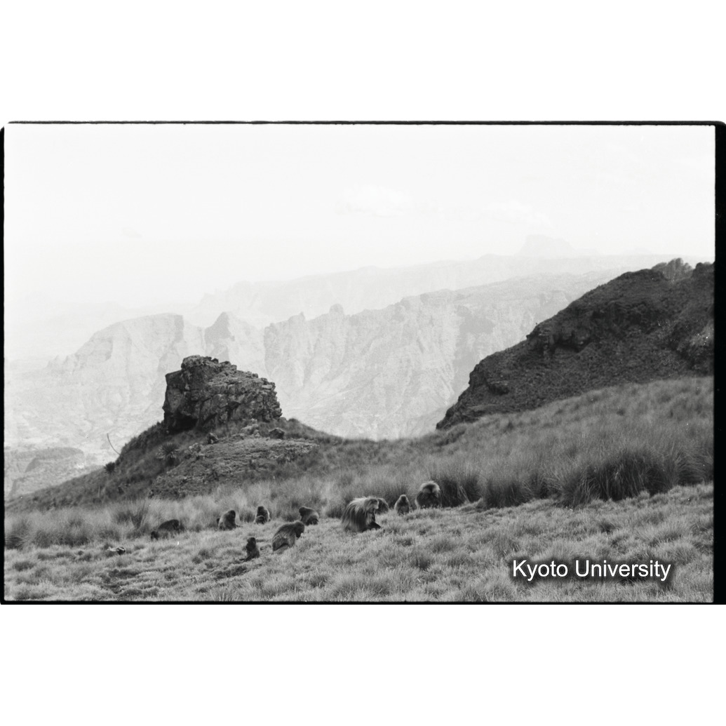 [３２コマ目]「採食風景（２)」 (1)