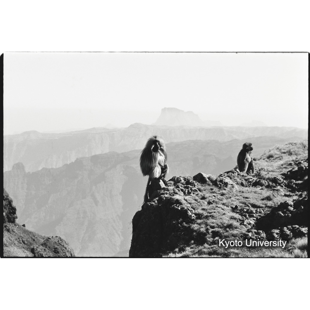 [１６コマ目]「監視するリーダー雄」 (1)