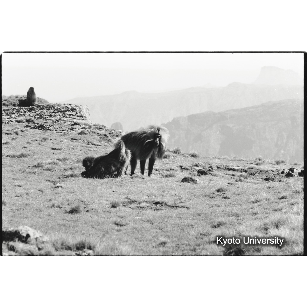 [３８コマ目]「降服の姿勢」 (1)