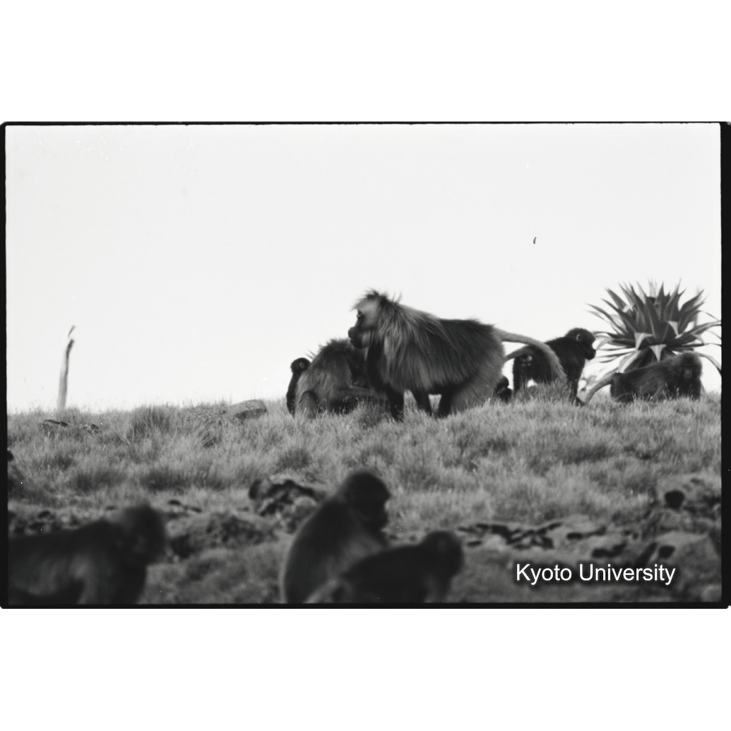 [６コマ目]「雄グループは去った」 (1)