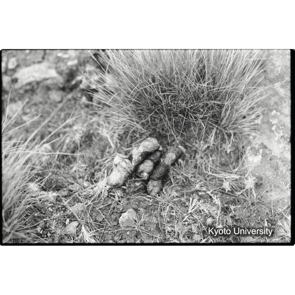 [１３コマ目]「ゲラダヒヒの糞塊（２）」 (1)