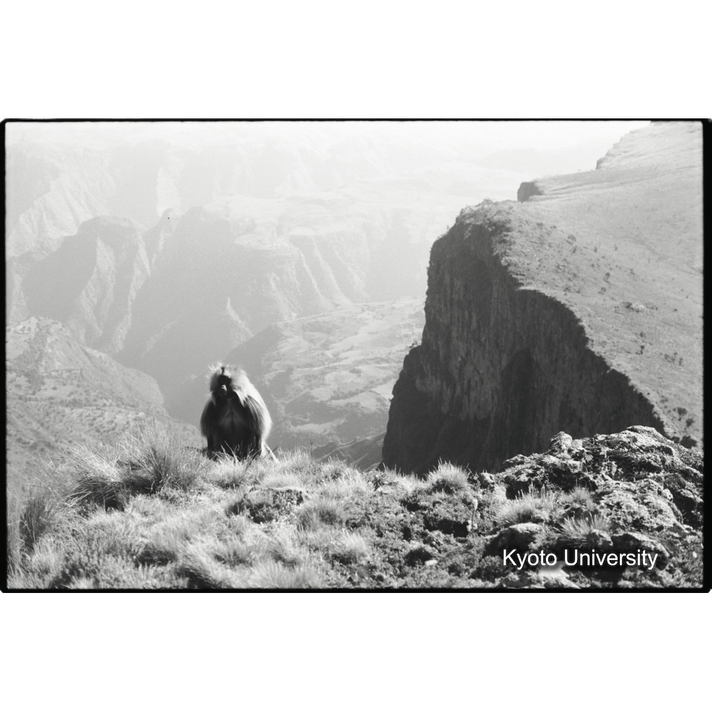 [３４コマ目]「アンバラス北西面とゲラダヒヒの雄」 (1)