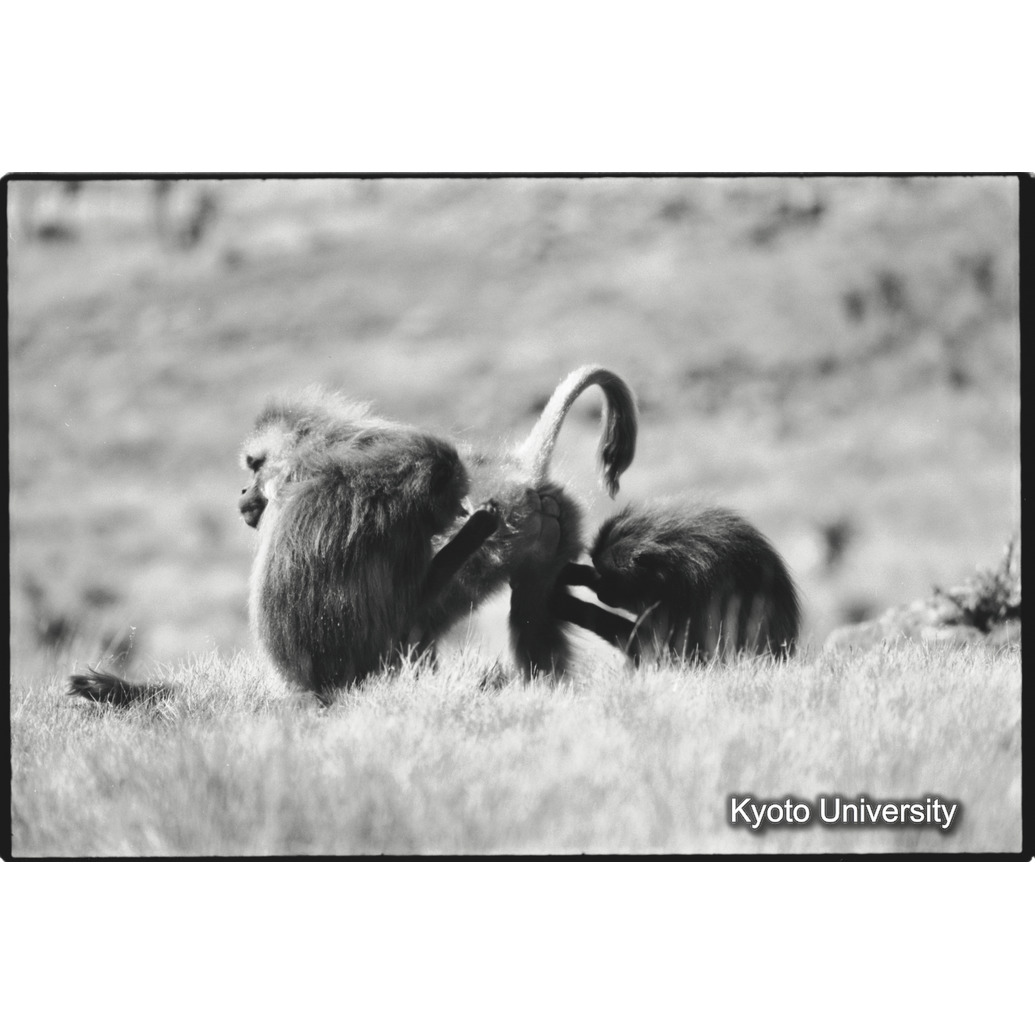 [１８コマ目]「グルーミング（２）」 (1)