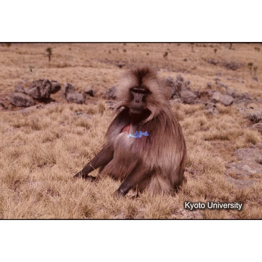 Sm　1973　1227 (1)