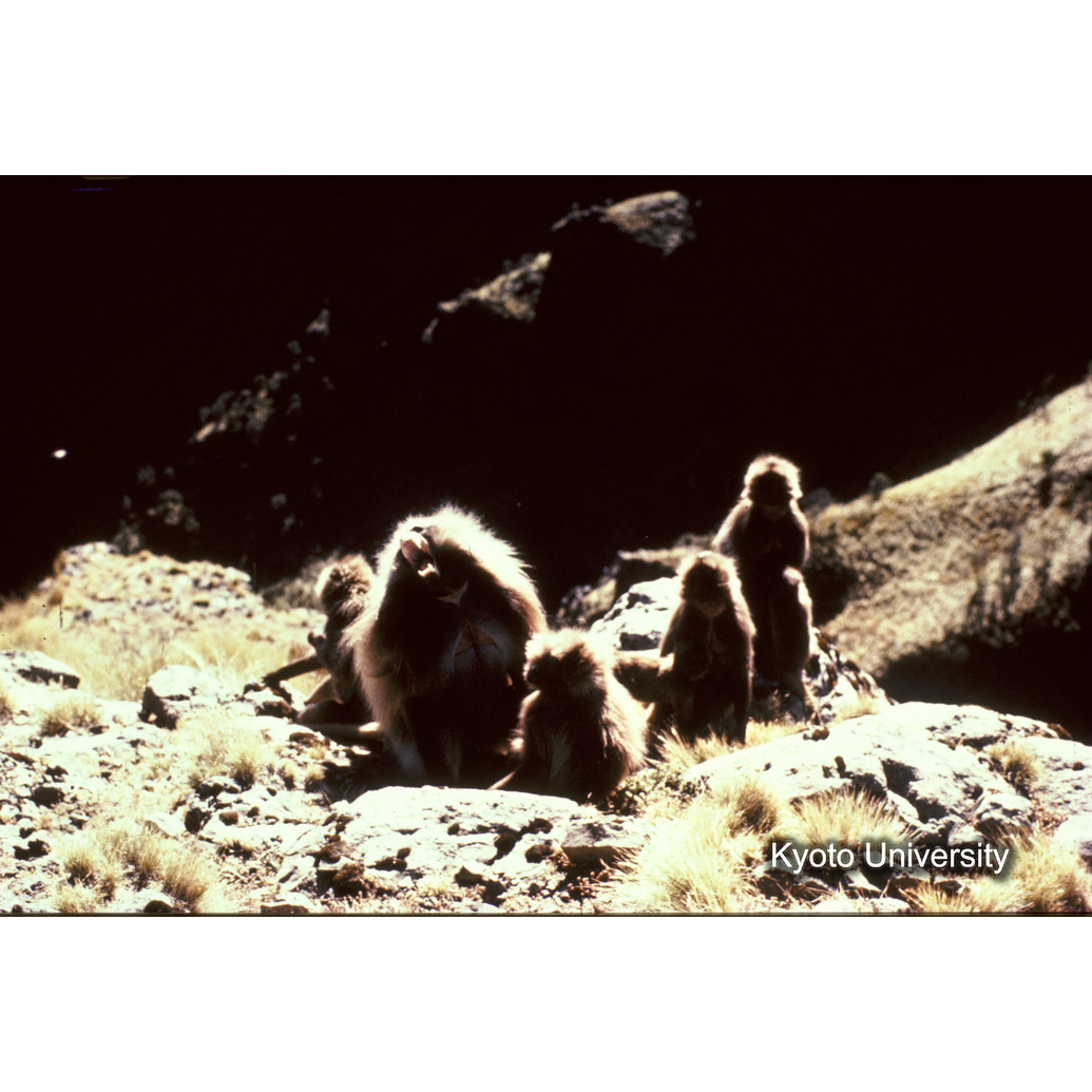 Sm　1973　R46　●[赤色シール] (1)