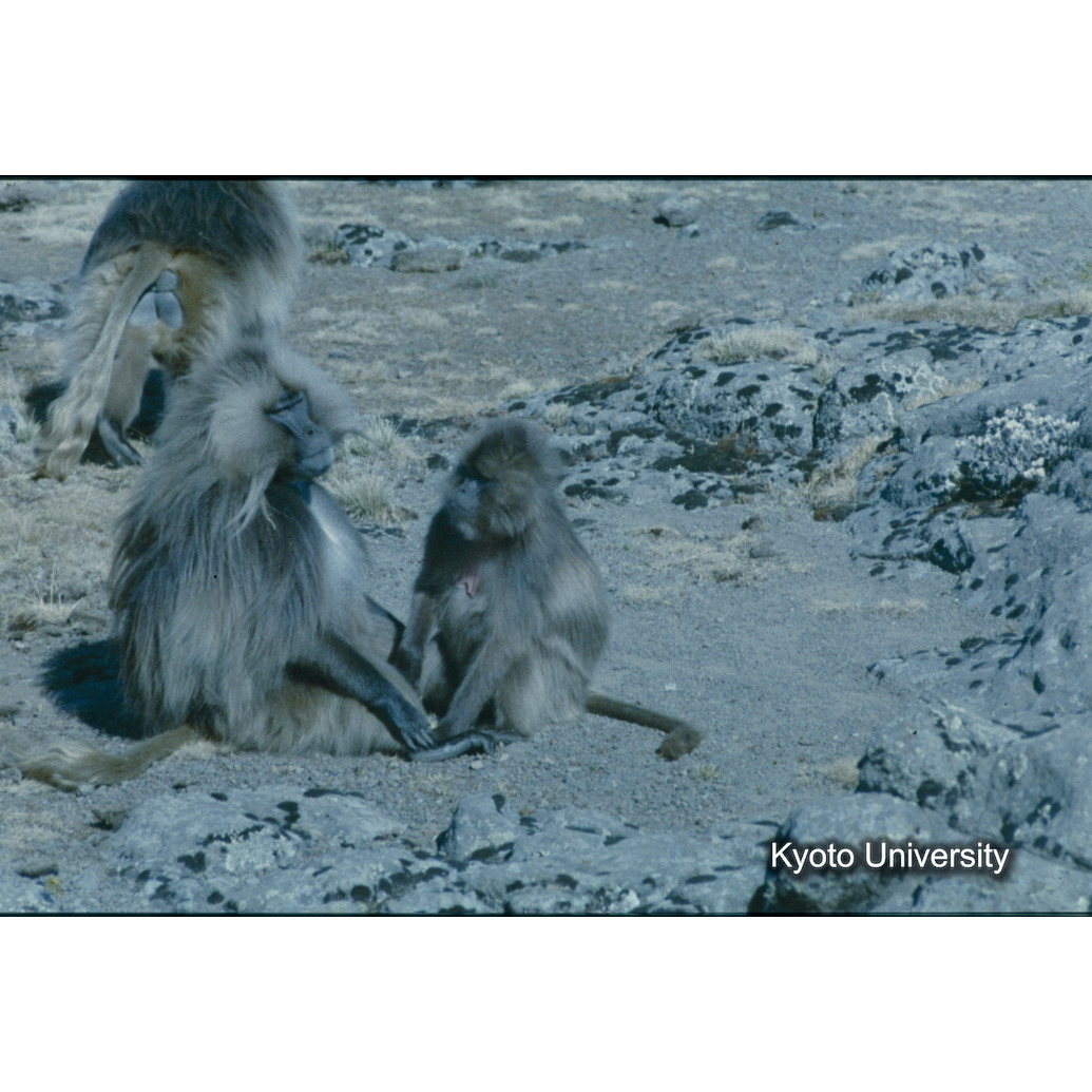 Sm　1973　R44　●[赤色シール] (1)