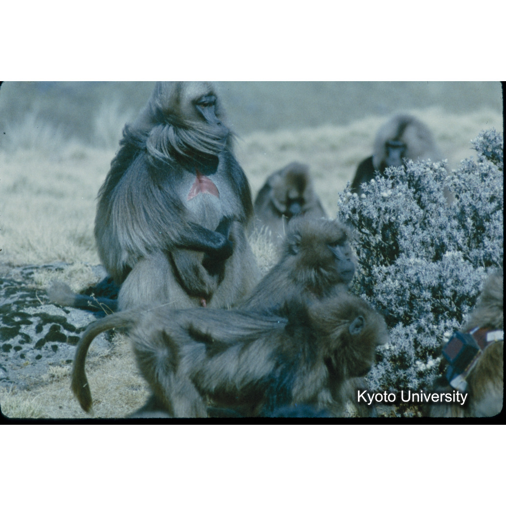 Sm　1973　68　（N）[赤色, 丸囲み] (1)