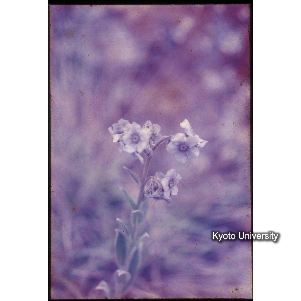 Sm　1973　1436 (1)