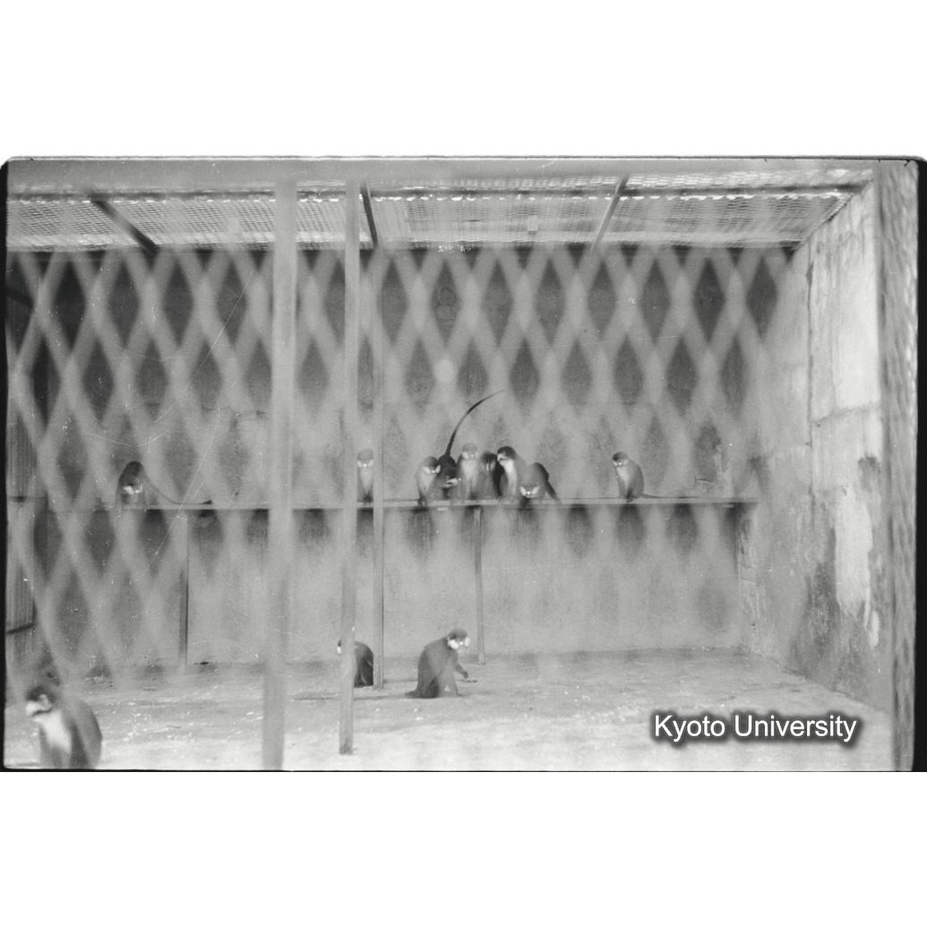 [20コマ目]「アカオザル（１）」 (1)