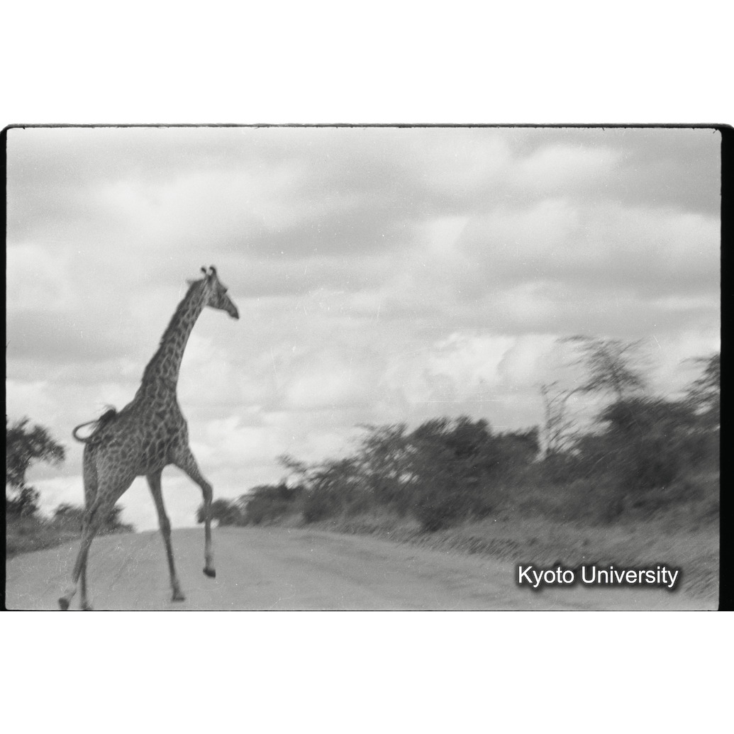 [15コマ目]「マサイキリン（４）」 (1)