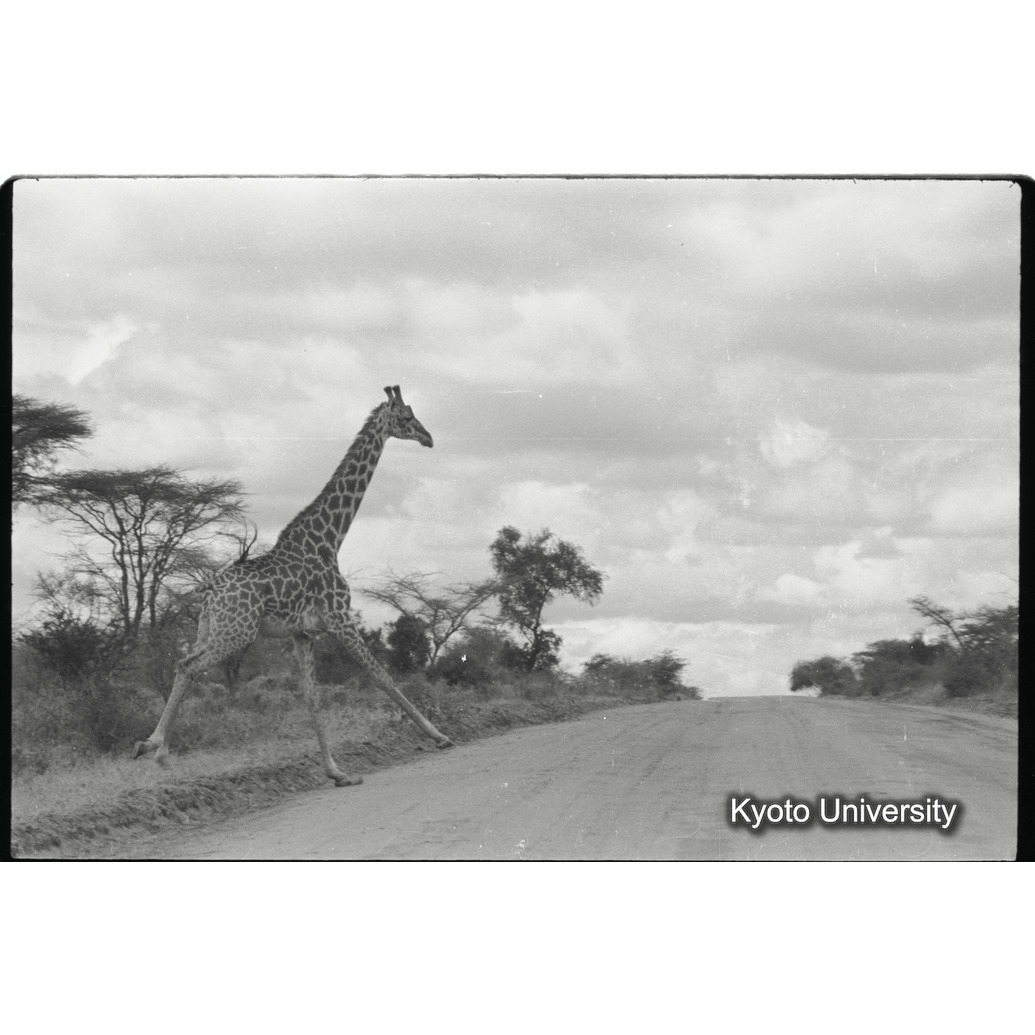 [16コマ目]「マサイキリン（５）」 (1)