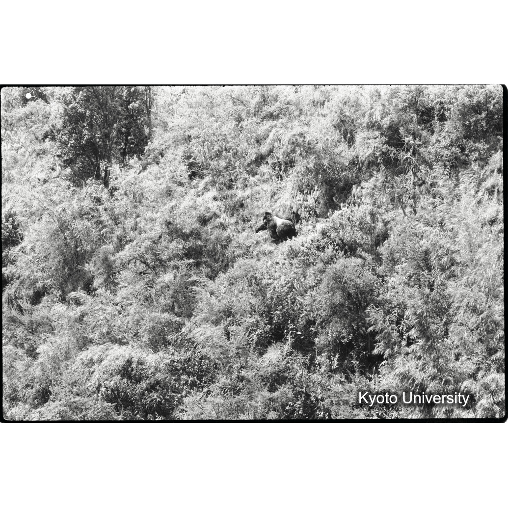 [18コマ目]「ゴリラがいる（６）」 (1)