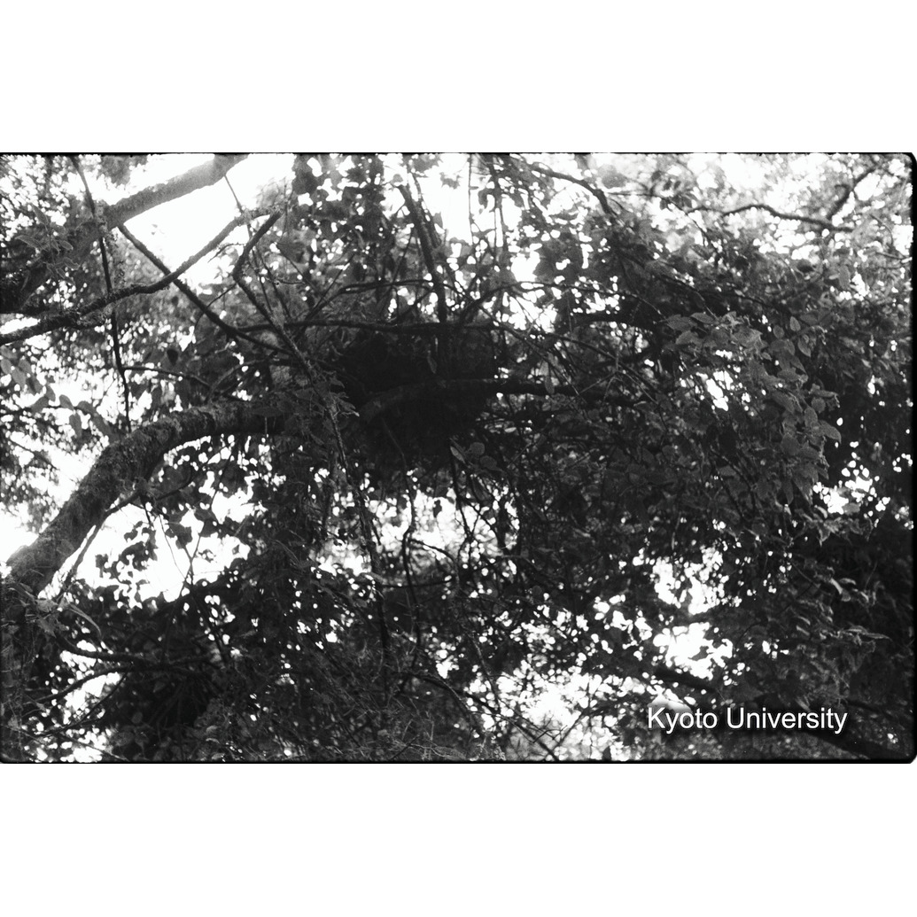 [3コマ目]「木の上のネスト」 (1)