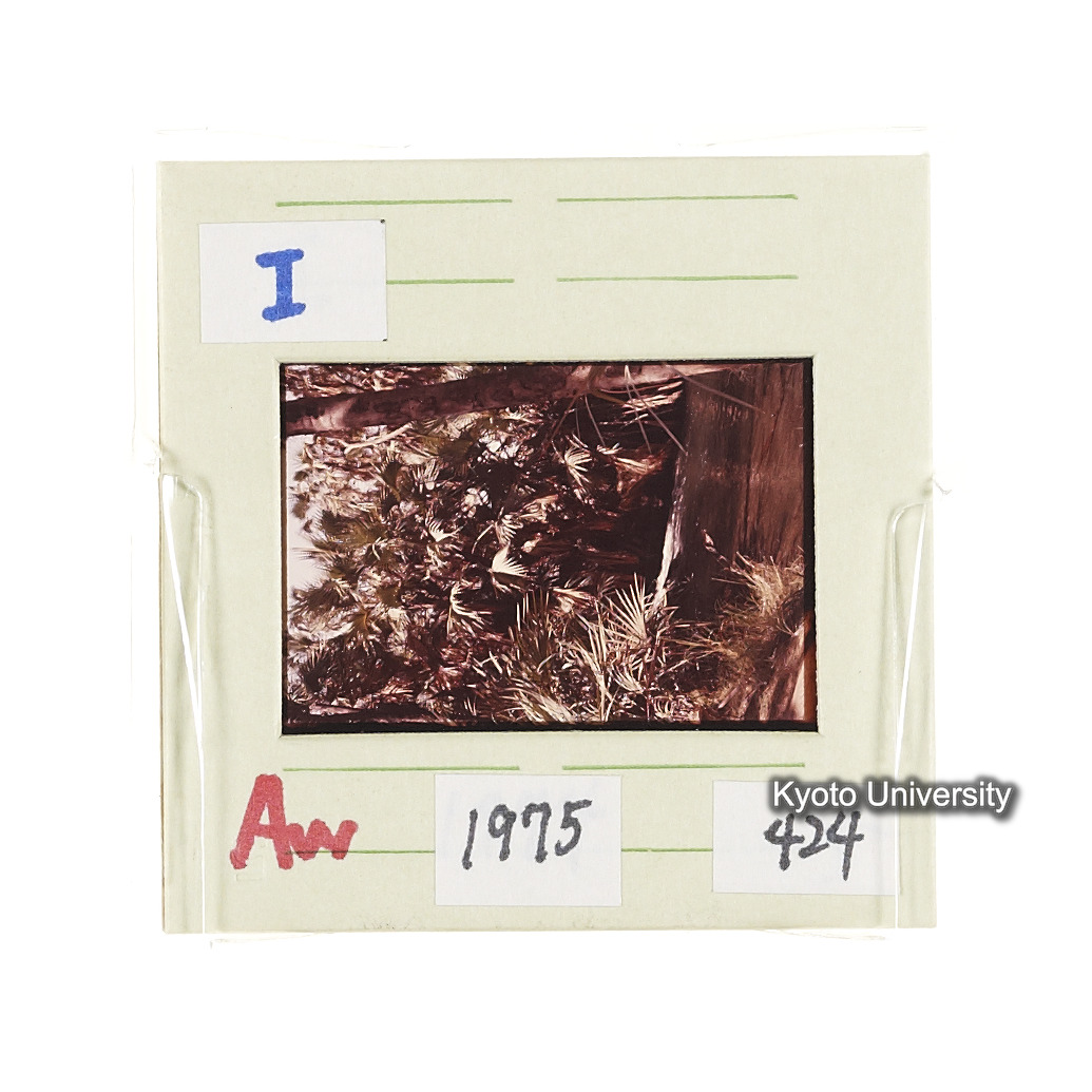 Aw　1975　424 (2)