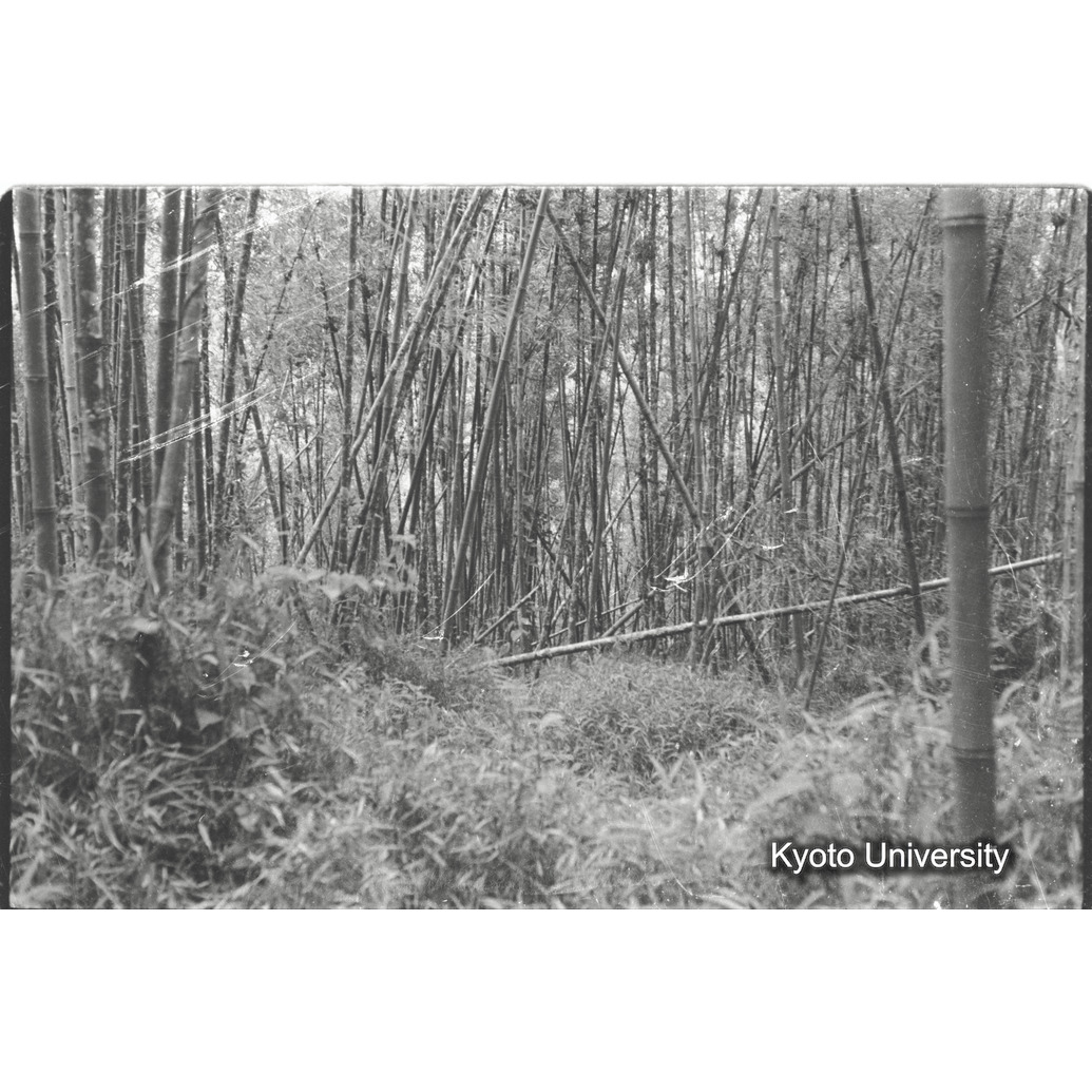 [30コマ目]「竹林」 (1)