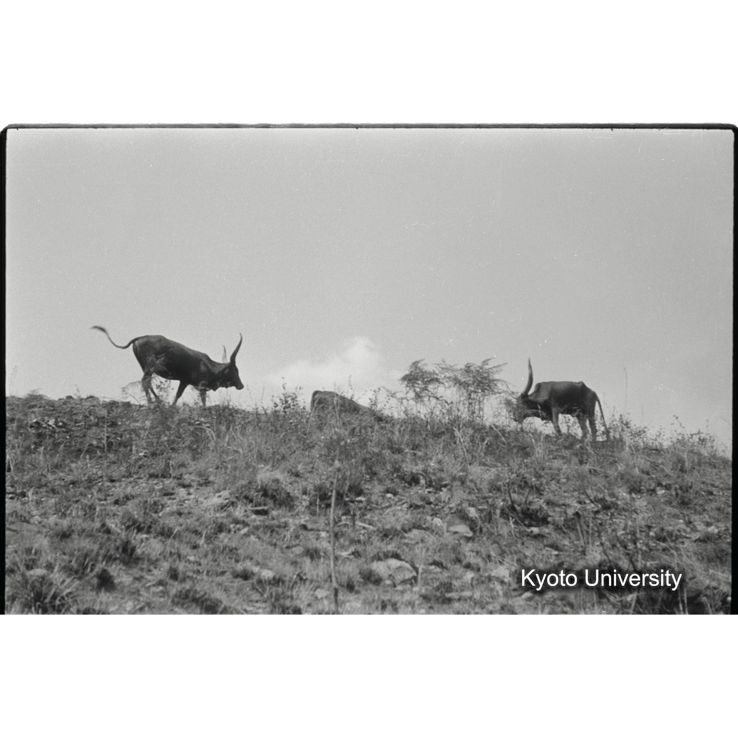 [34コマ目]「アンコーレ牛」 (1)