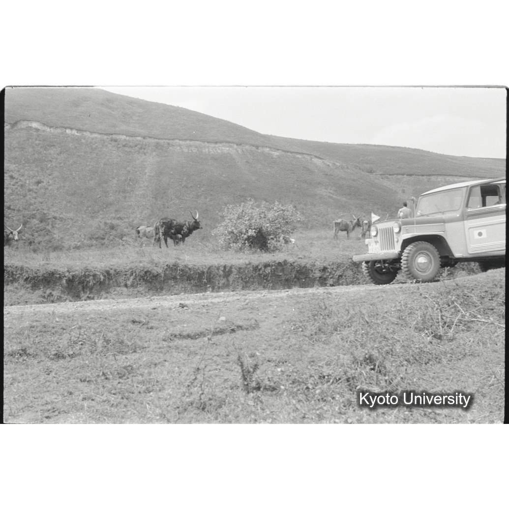 [35コマ目]「放牧の牛」 (1)