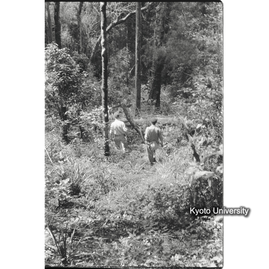 [36コマ目]「ゴリラを探す」 (1)