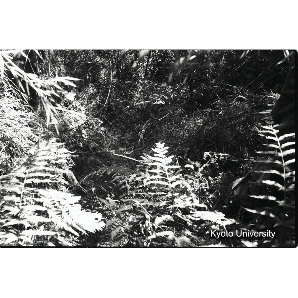 [5コマ目]「地上のネスト」 (1)