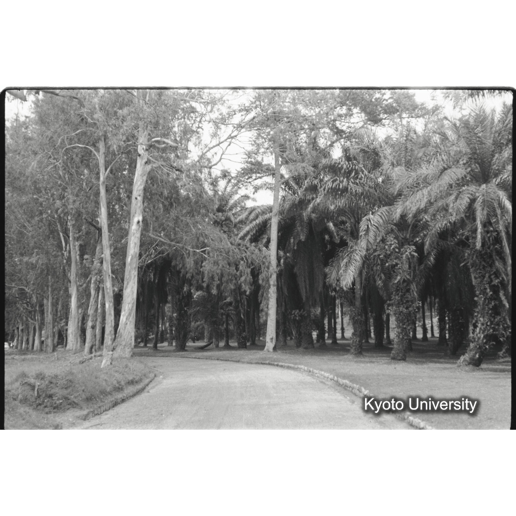 [9コマ目]「ヤシ林（３）」 (1)