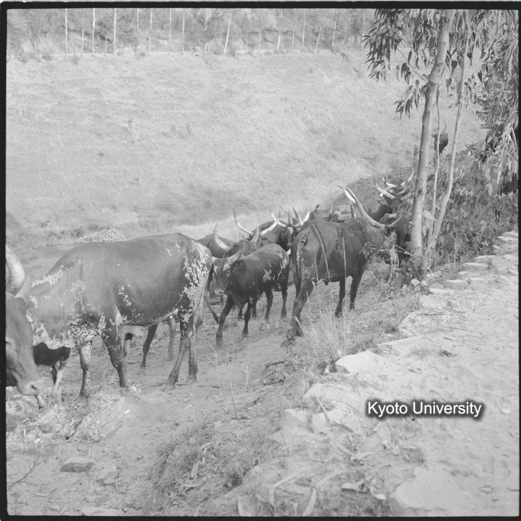 [11コマ目]「アンコーレ牛」 (1)