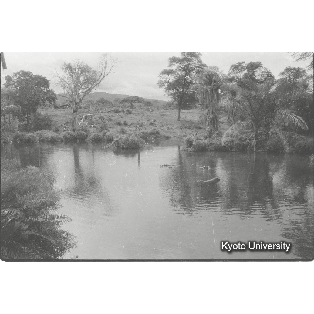 [4コマ目]「カワウソ（１）」 (1)