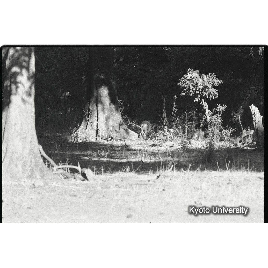 [３６コマ目]「マントヒヒよりの雑種雄（６）」 (1)