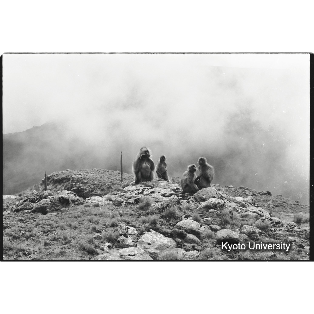 [７コマ目]「アジスユニット」 (1)