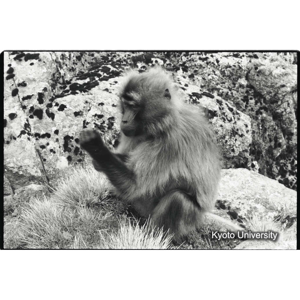 [８コマ目]「コドモ（たぶん2才）」 (1)