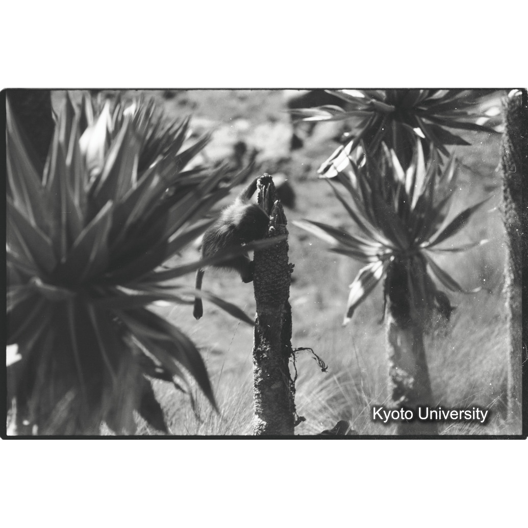 [１４コマ目]「かじられたロベリア」 (1)