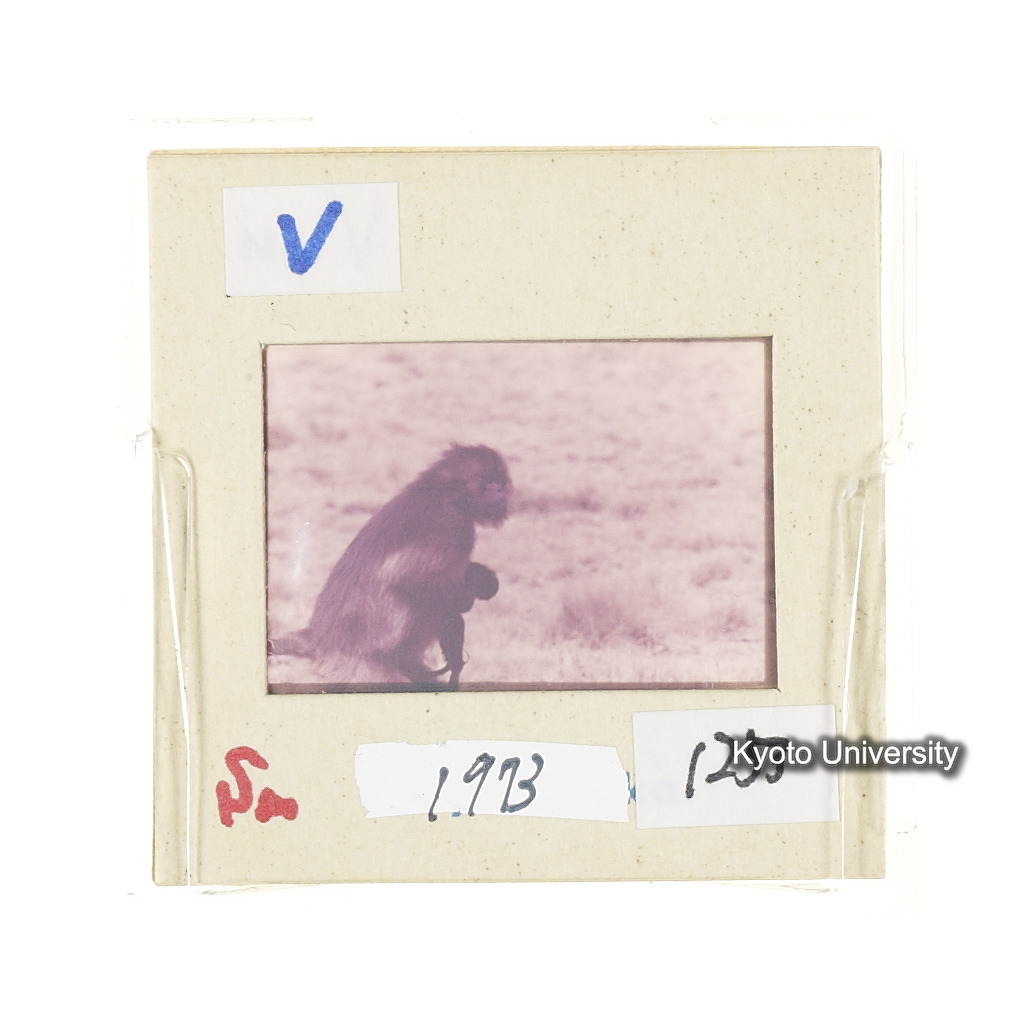 Sm　1973　1253 (2)