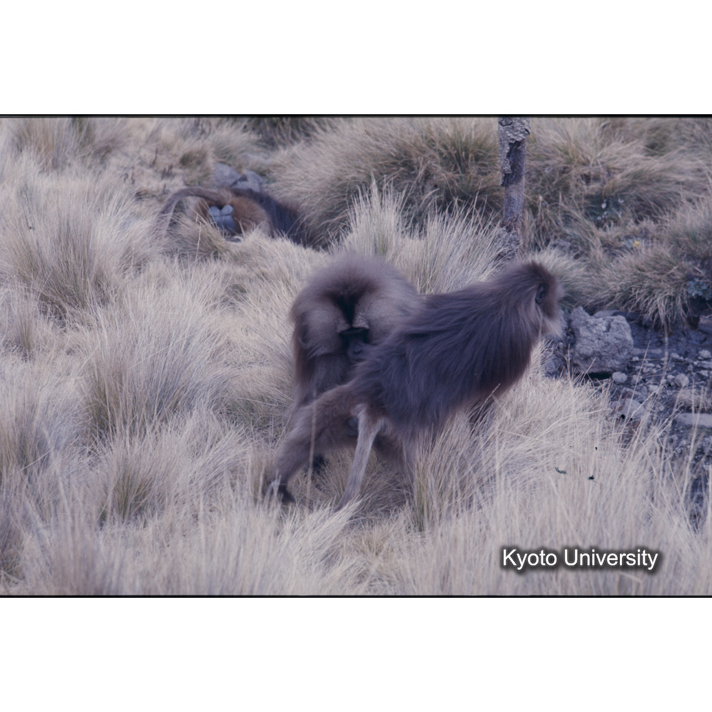 Sm　1973　70　（N）[赤色, 丸囲み] (1)