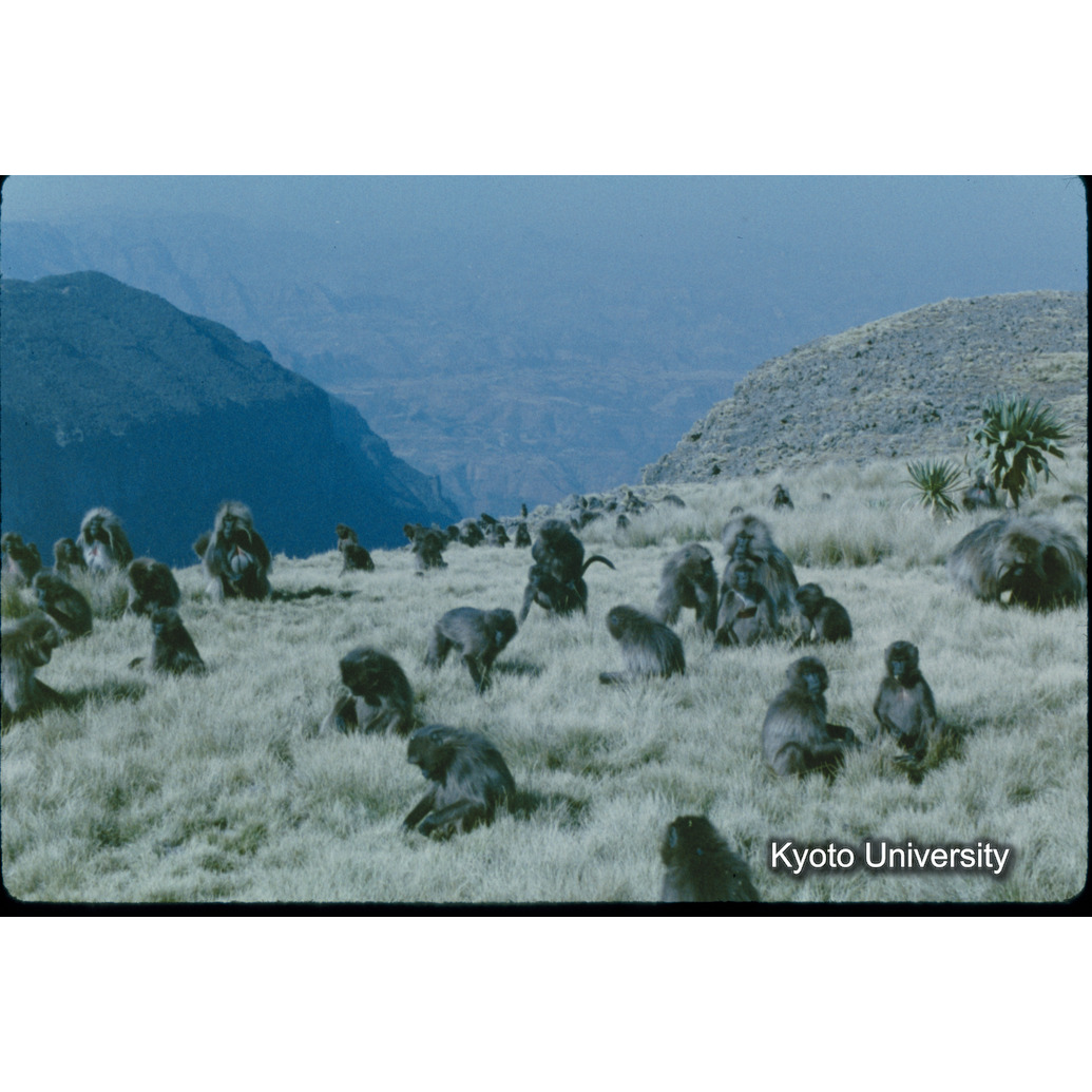 Sm　1973　1　（N）[赤色, 丸囲み] (1)